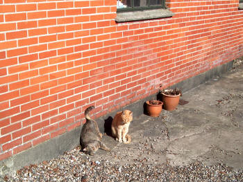 Gårdkattene elsker forårs solen.