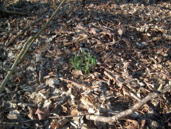 Foråret banker på. Vintergækkerne er at finde i skovbunden og dagene bliver længere.